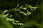 Clustered fescue